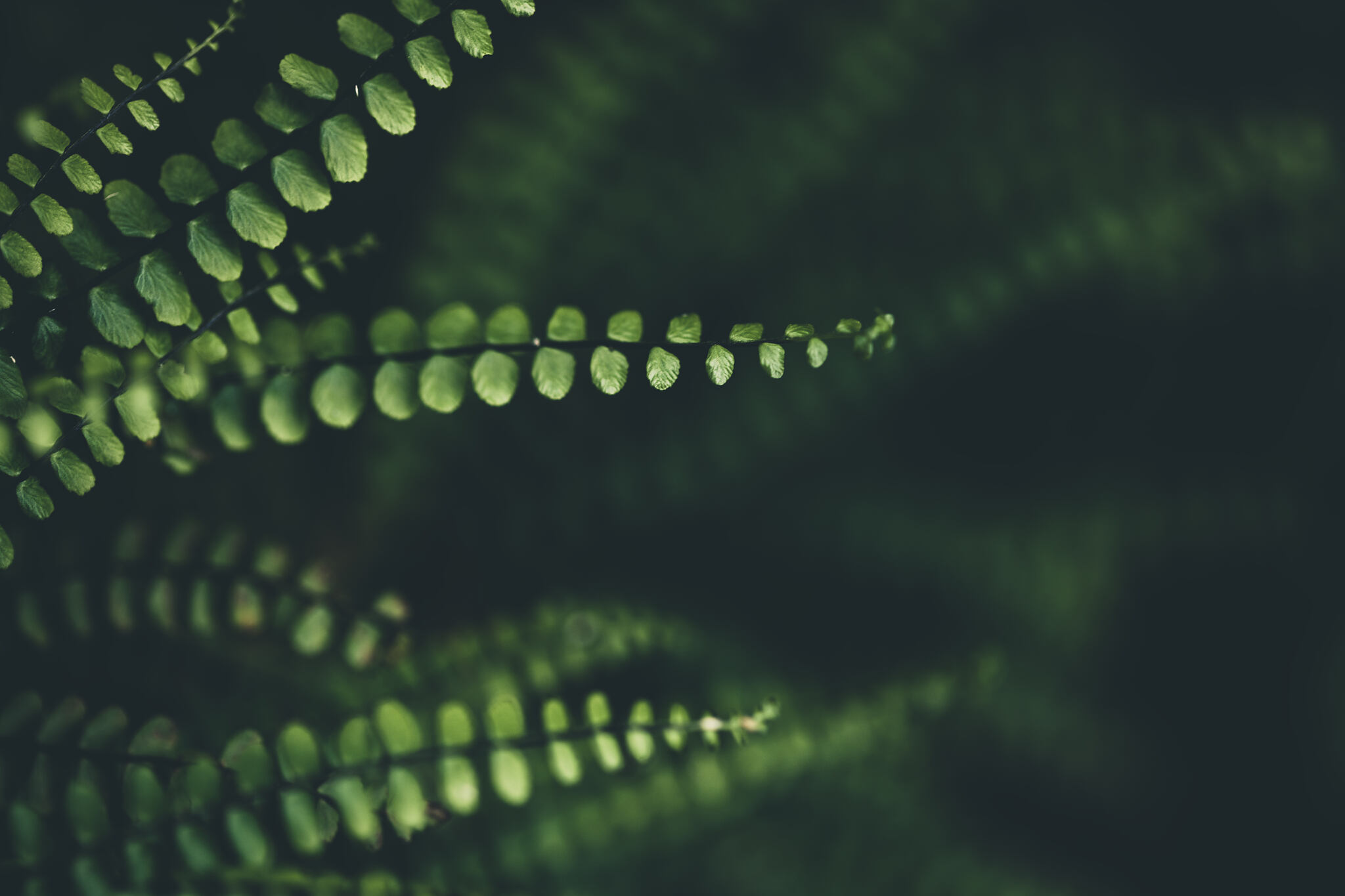 Fern Background