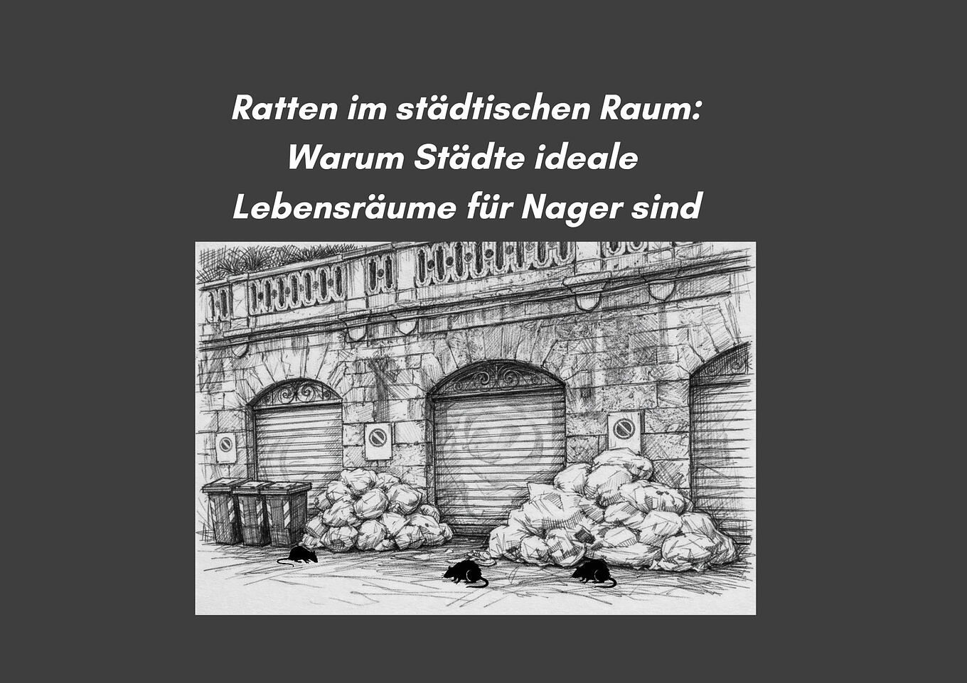 Symbolbild für den Blogbeitrag: Ratten im städtischen Raum: Warum Städte ideale Lebensräume für Nager sind